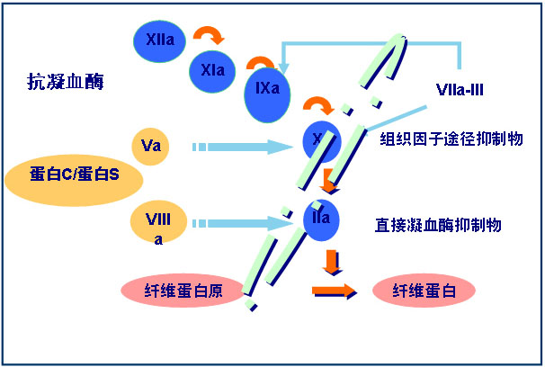 抗凝血酶III肿瘤标志物-ELISA 疾病研究相关因子推荐-联科生物-MultiSciences