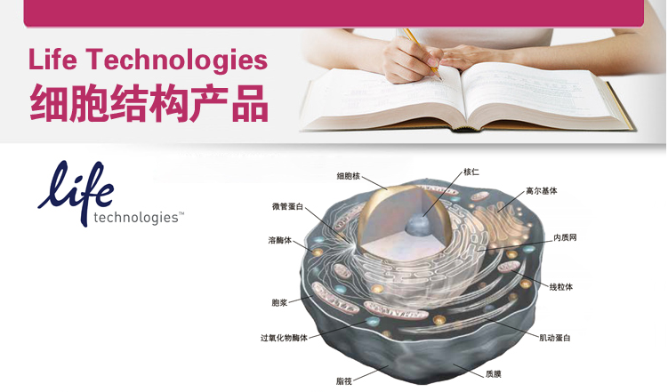 Life Technologies细胞结构产品(四)