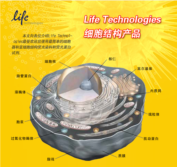 Life Technologies细胞结构产品(二)
