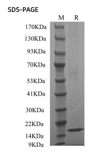 SDS-PAGE