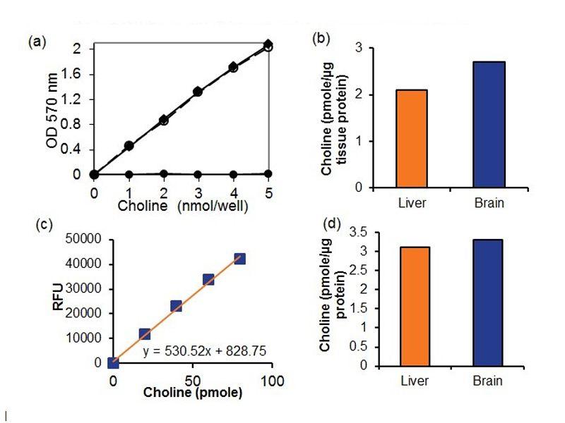 Read more about the article BioVision推荐：胆碱和乙酰胆碱检测试剂盒