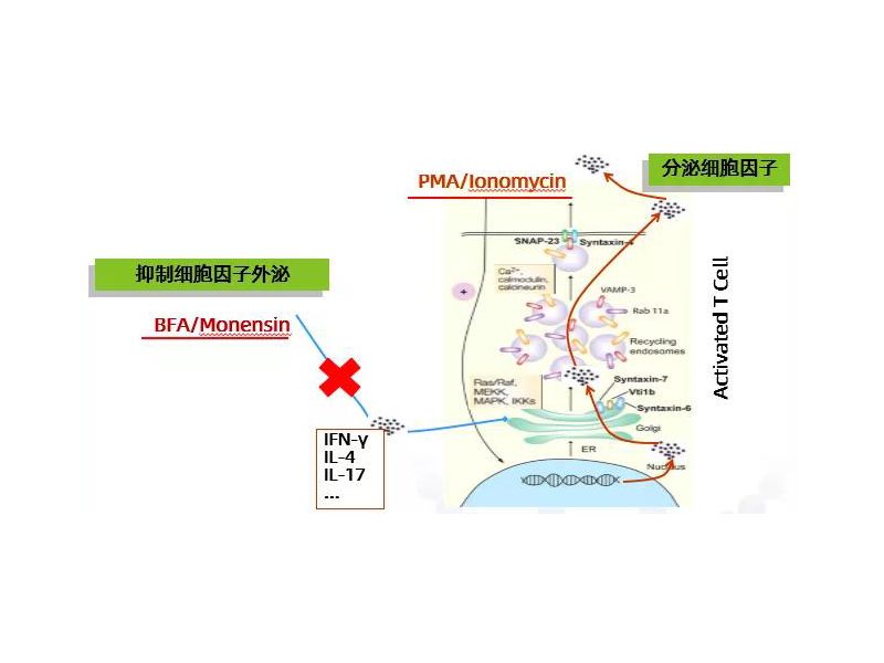 Read more about the article 还在Th17检测中挣扎，这份攻略治愈你