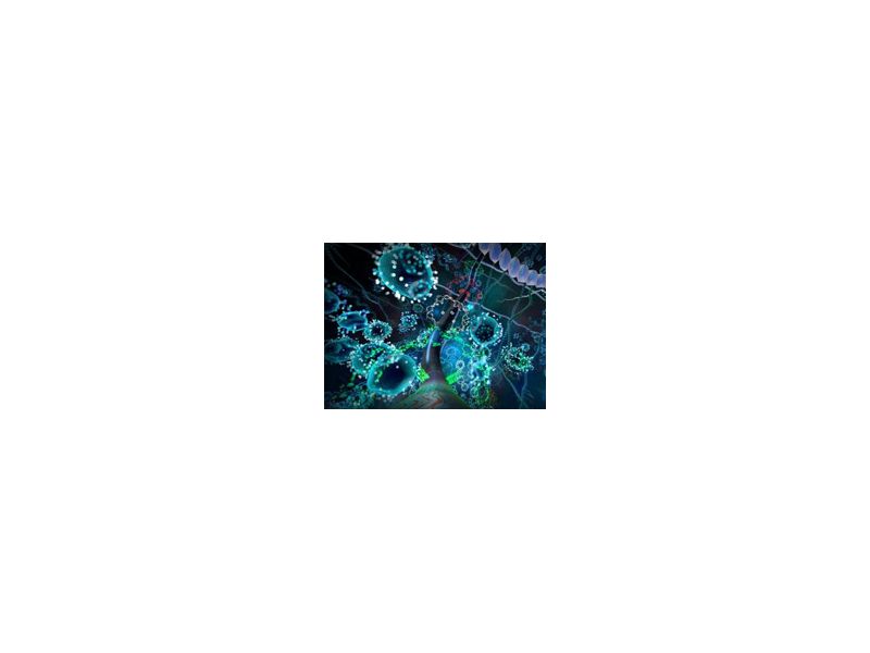 Read more about the article 肿瘤坏死因子（TNF）：TNF-α&TNF-β