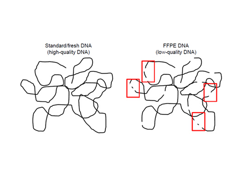 Read more about the article FFPE样本保存久了，提出来的DNA还能用吗?