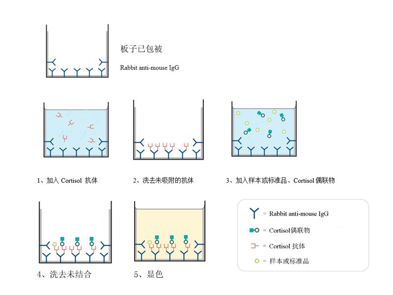 Read more about the article 联科生物「皮质醇竞争法ELISA试剂盒」强势推出