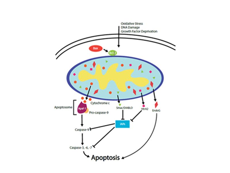 Read more about the article Novus凋亡研究系列2：线粒体调节信号通路